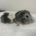 Photo of Tinker