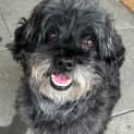 Photo of Reggie 7 Year Old Maltese X Shih Tzu