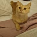 Photo of Peach