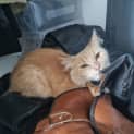 Photo of Peach