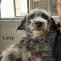 Photo of Lizzy