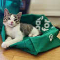 Photo of Frankie