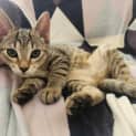 Photo of Pumpkin