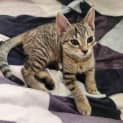 Photo of Pumpkin