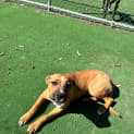Photo of Lady