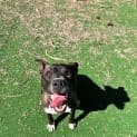 Photo of Lola