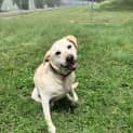 Photo of Archie