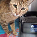 Photo of Kiwi
