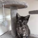 Photo of Pebbles