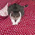 Photo of Bella