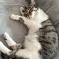 Photo of Bella