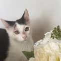 Photo of Angel