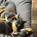Photo of Frito