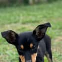 Photo of Frito
