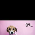 Photo of Opal