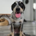 Photo of Penelope