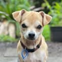 Photo of Rusty