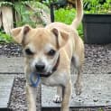 Photo of Rusty