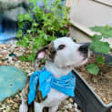 Photo of Tipper