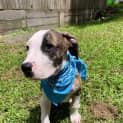 Photo of Tipper