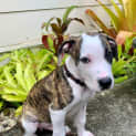 Photo of Tipper