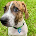 Photo of Toby
