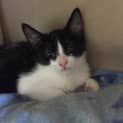 Photo of Loki