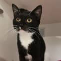 Photo of Nova