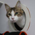 Photo of Sweet Caroline