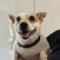 Photo of Spot