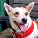 Photo of Spot