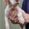Photo of Hamish