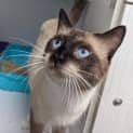 Photo of Purr Bond