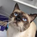 Photo of Purr Bond
