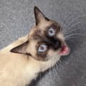 Photo of Purr Bond