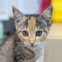 Photo of Mouse