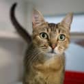 Photo of Juno