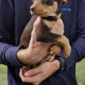 Photo of Nova