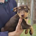 Photo of Nova