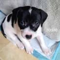 Photo of Rosie