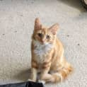 Photo of Pheonix