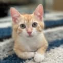 Photo of Mango