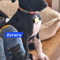 Photo of Keruru