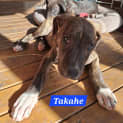 Photo of Takahe