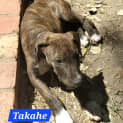 Photo of Takahe
