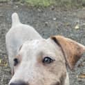 Photo of Rusty