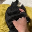 Photo of Kookie