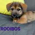 Photo of Rooibos