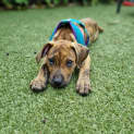 Photo of Tallulah
