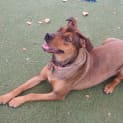 Photo of Pepper